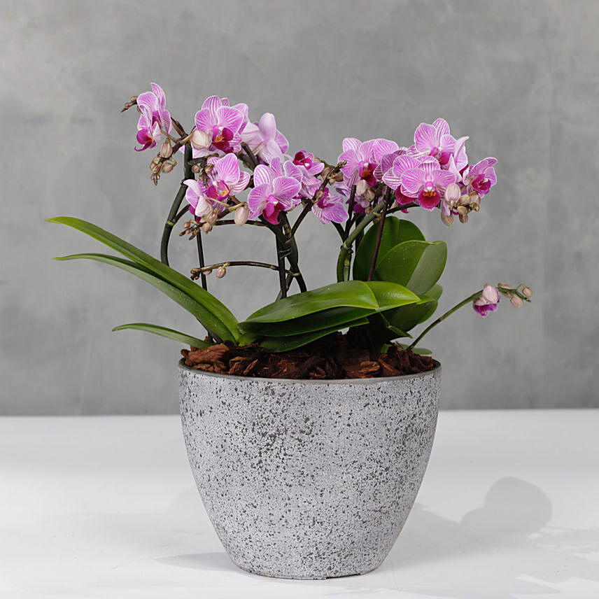 Pink Orchids Plant Vase: 