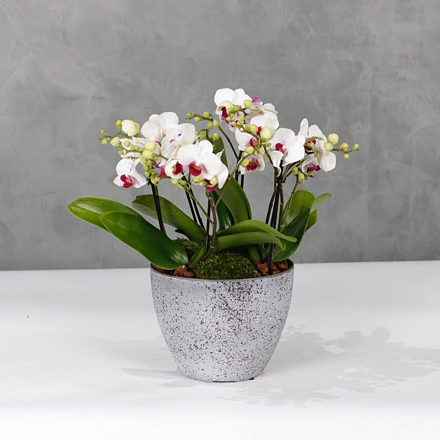 Red Lips Midi Orchids Plant Vase: 