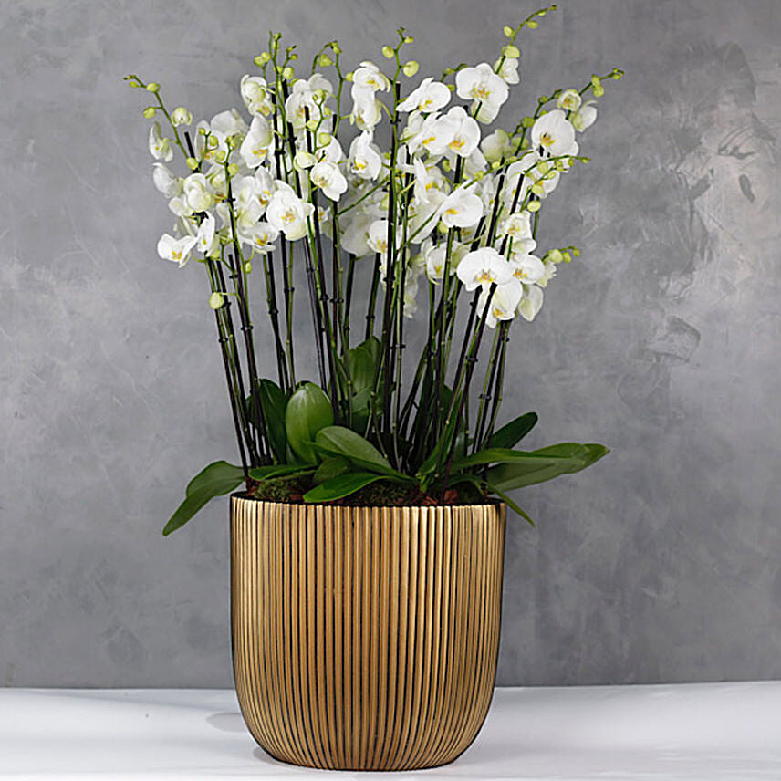 Serene Orchids Plant Jumbo Vase: Send Get Well Soon Gifts to Kuwait