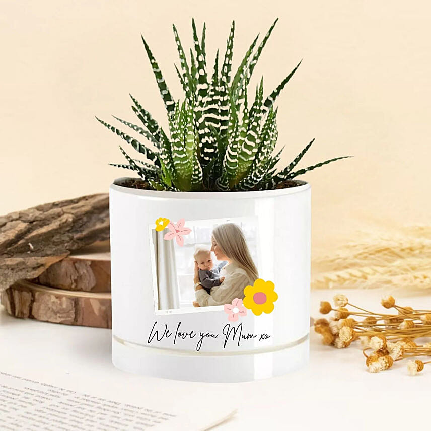 A Mother Love Echeveria Plant: Gifts for Mom
