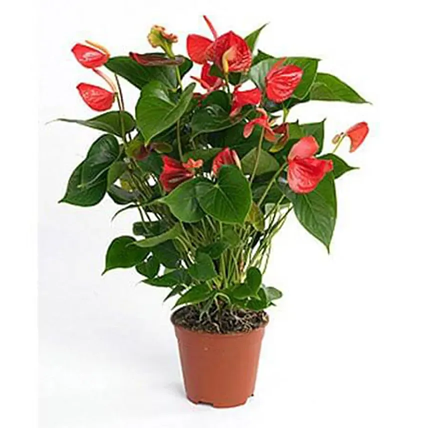 Red Anthurium Plant: Flowering Plants 