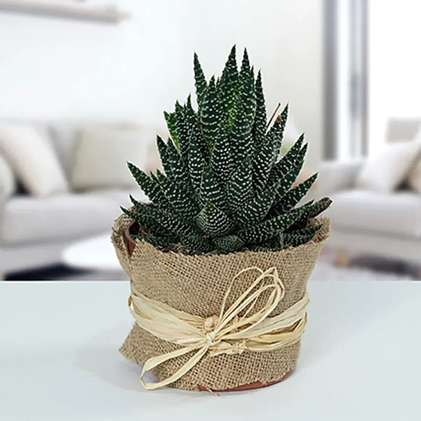 Howarthia Potted Plant In Jute: 