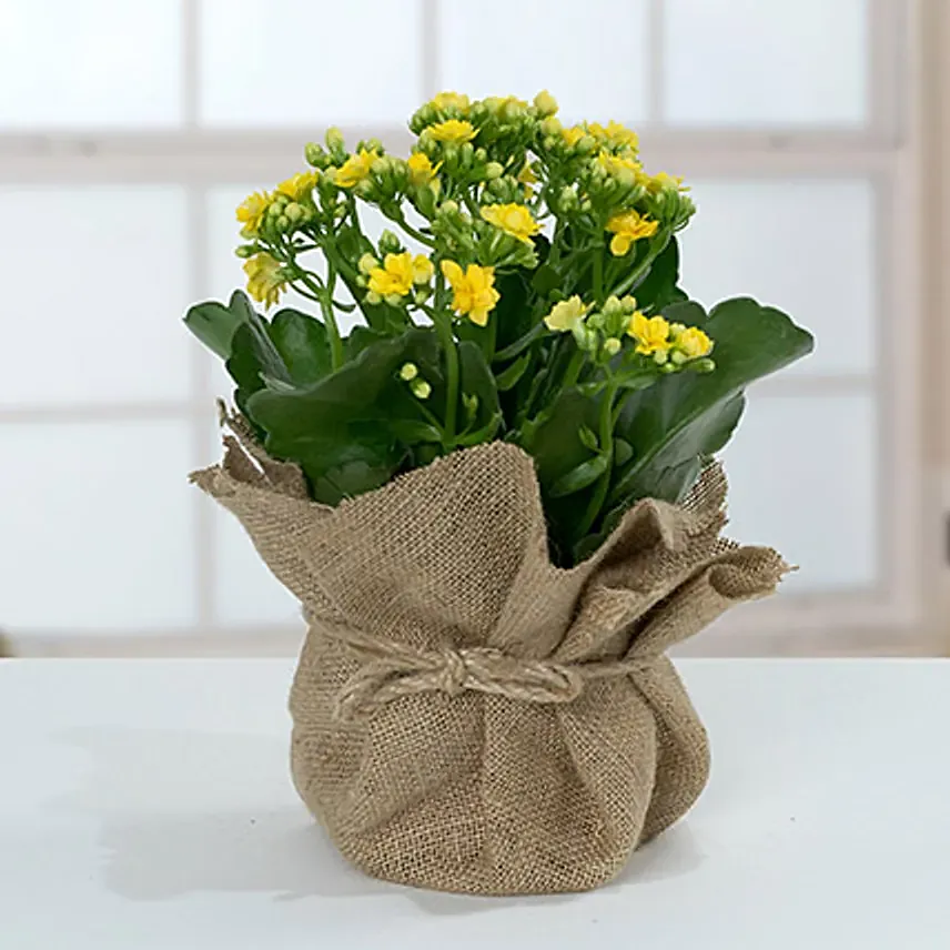 Jute Wrapped Yellow Kalanchoe Plant: Gifts for Bride