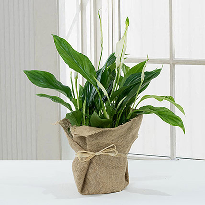 Spathiphyllum Jute Wrapped Potted Plant: Flowering Plants 