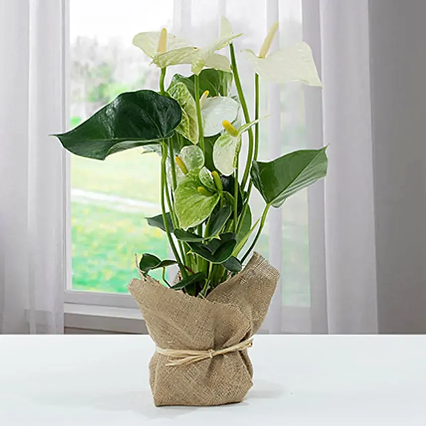 White Anthurium Jute Wrapped Potted Plant: 