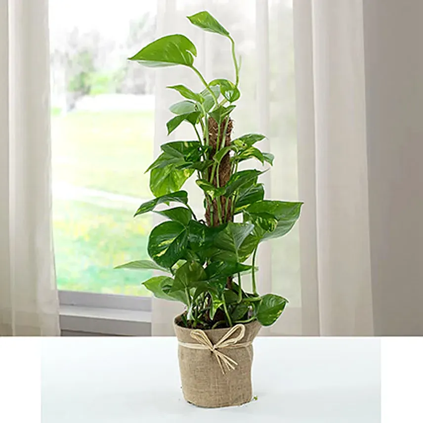 Jute Wrapped Epipremnum Aureum Plant: Indoor Plants