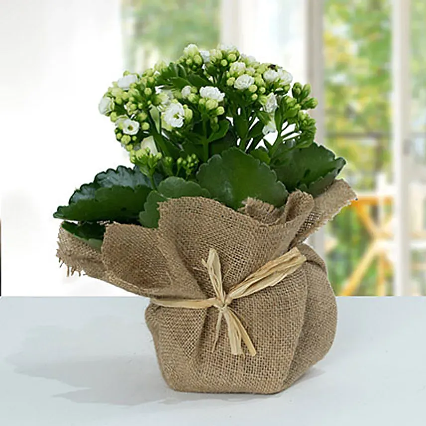 Jute Wrapped White Kalanchoe Plant: Cactus and Succulents