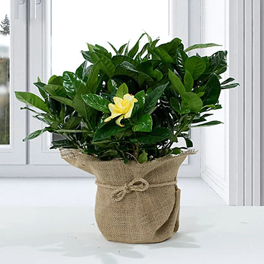 Gardenia Jasminoides with Jute Wrapped Pot: Shrubs 