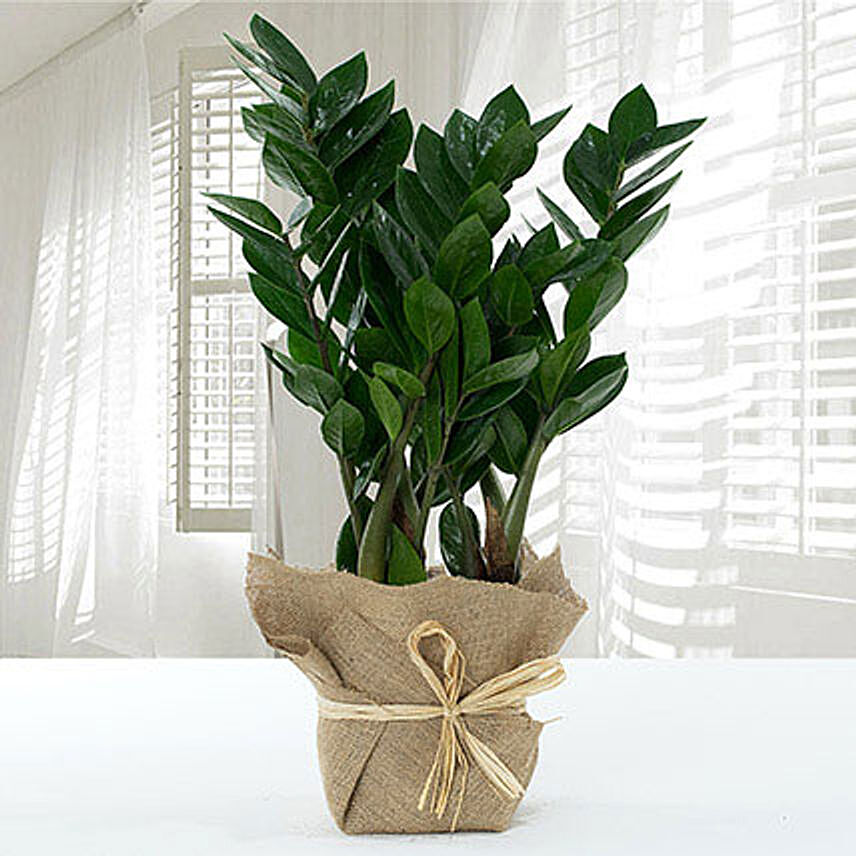 Jute Wrapped Zamia Potted Plant: Gifts For Doctor's Day