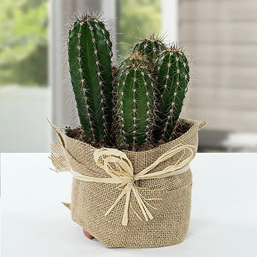 Cactus Jute Wrapped Potted Plant: Gifts to UAE from Philippines