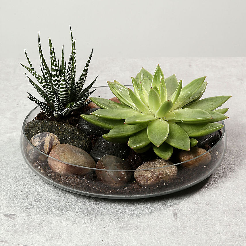 Green Echeveria and Haworthia with Natural Stones: Plants for Birthday Gift