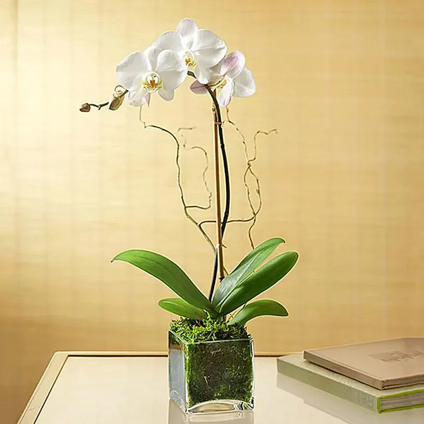 White Orchid Plant In Glass Vase: Housewarming Plants