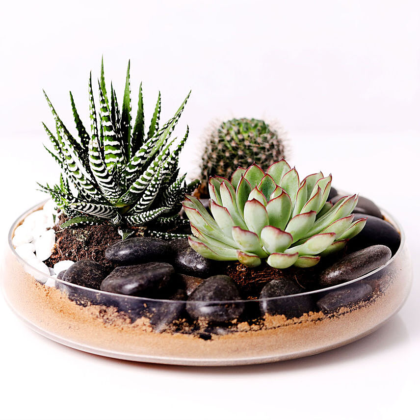 Combo of 3 Plants In Clear Glass Platter: 