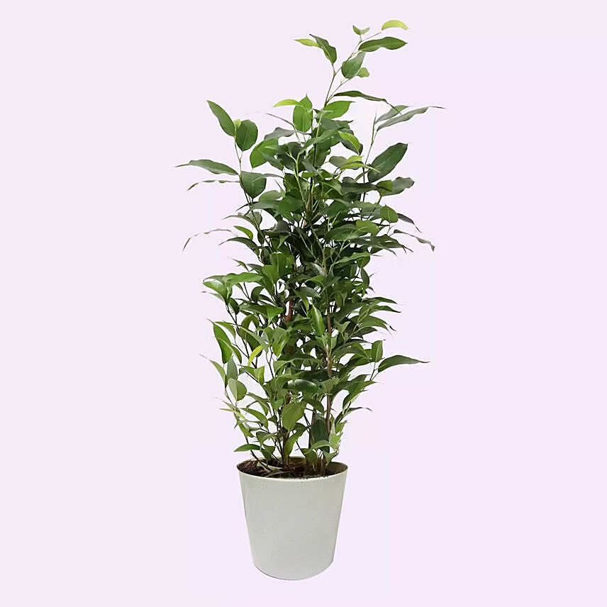 Ficus Plant In Ceramic Pot: Indoor Bonsai Tree