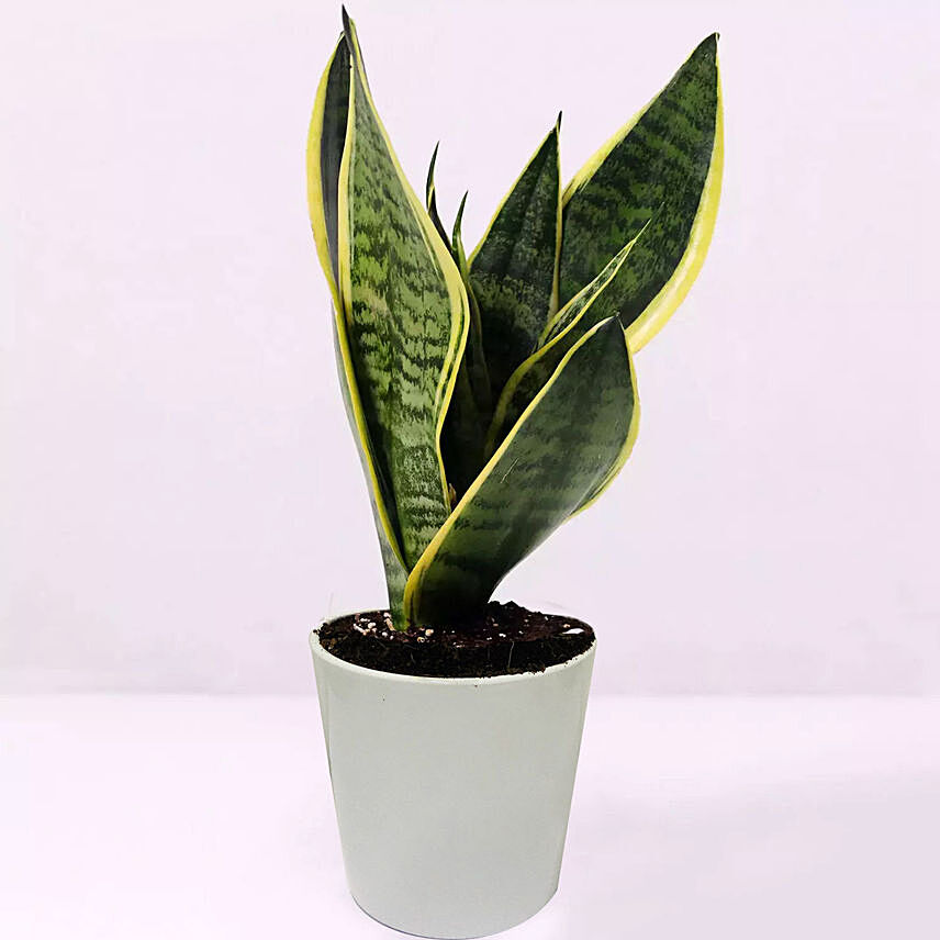 Sansevieria Plant In Plastic Pot: Same Day Plants Delivery