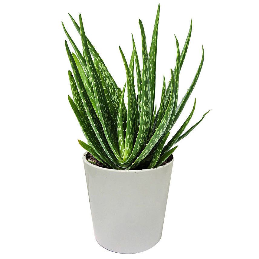 Aloe Vera Plant in a Pot: 