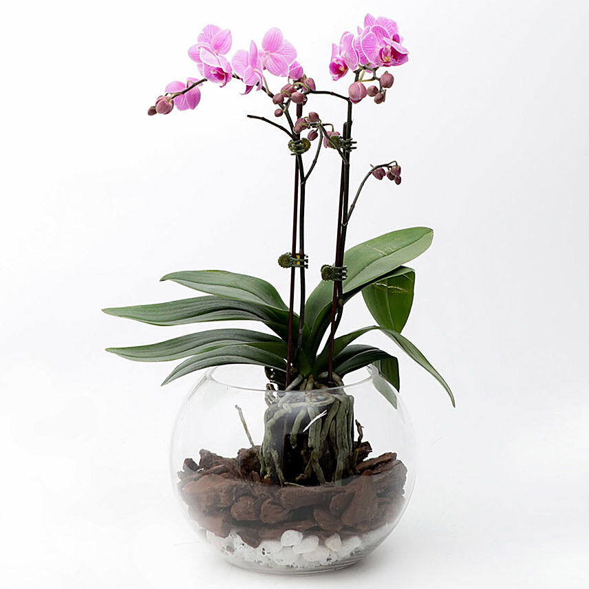 Mini Double Phalaenopsis In Fishbowl: Orchid Plants 