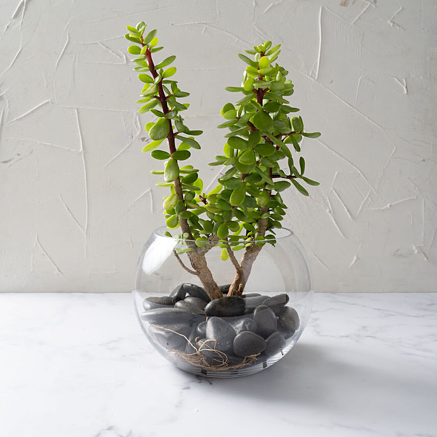 Jade Plant In Glass Bowl: 