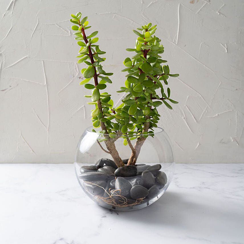 Jade Plant In Glass Bowl: Outdoor Plants to Ajman