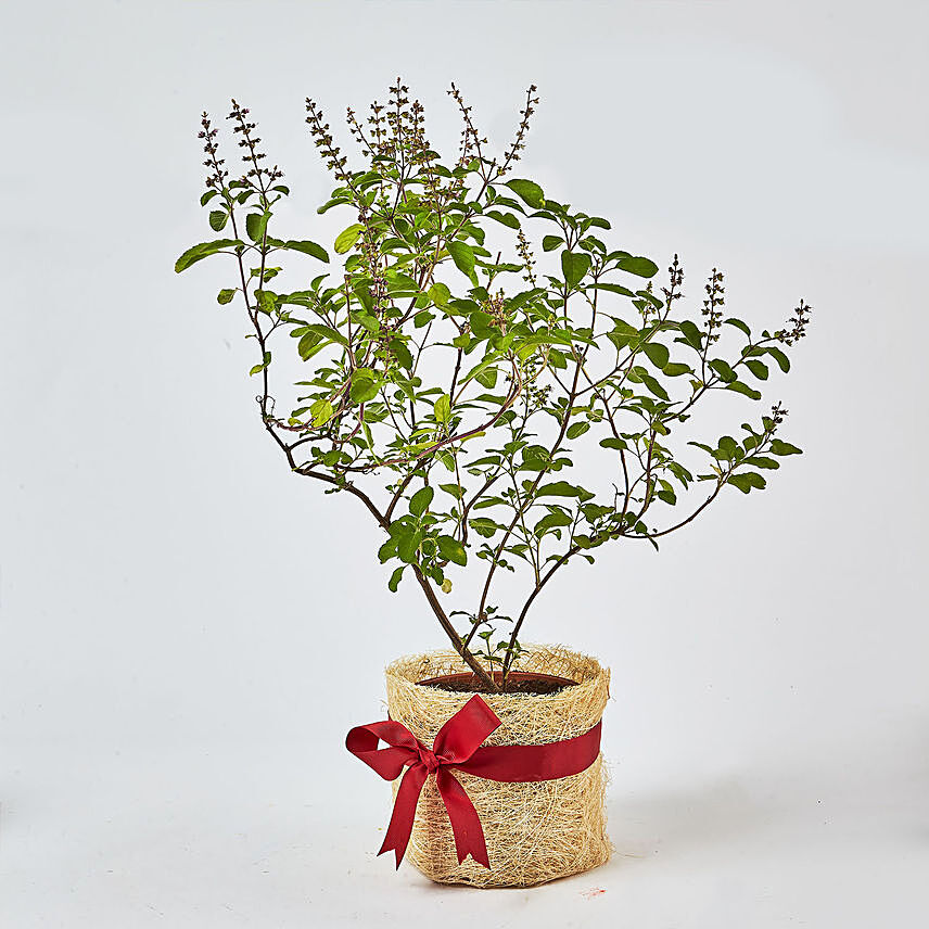 Jute Wrapped Tulsi Plant: 
