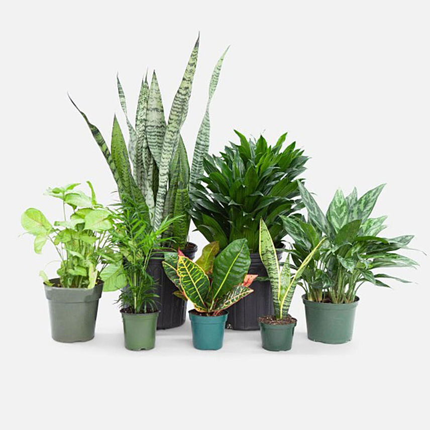 Beautiful Set Of 7 Indoor Plants: Air Purifying Indoor Plants