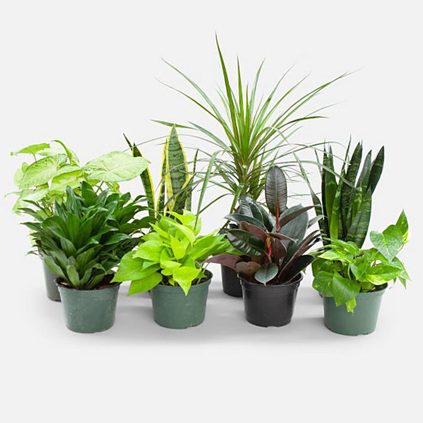 Set Of 8 Beautiful Plants: Air Purifying Indoor Plants