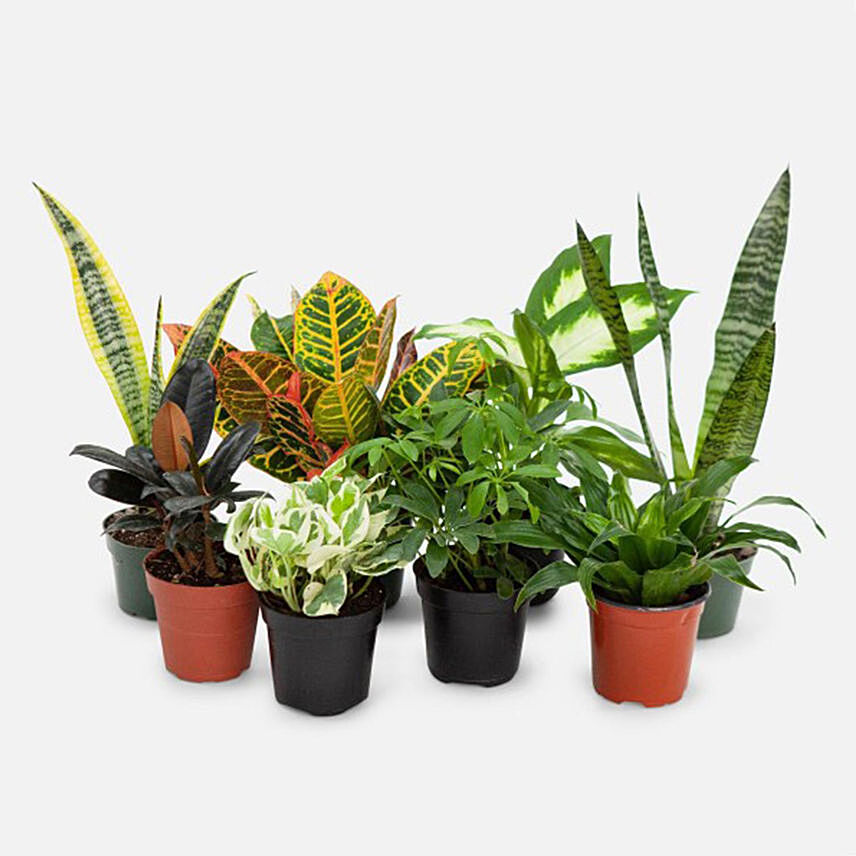 7 Beautiful Plants: Air Purifying Indoor Plants