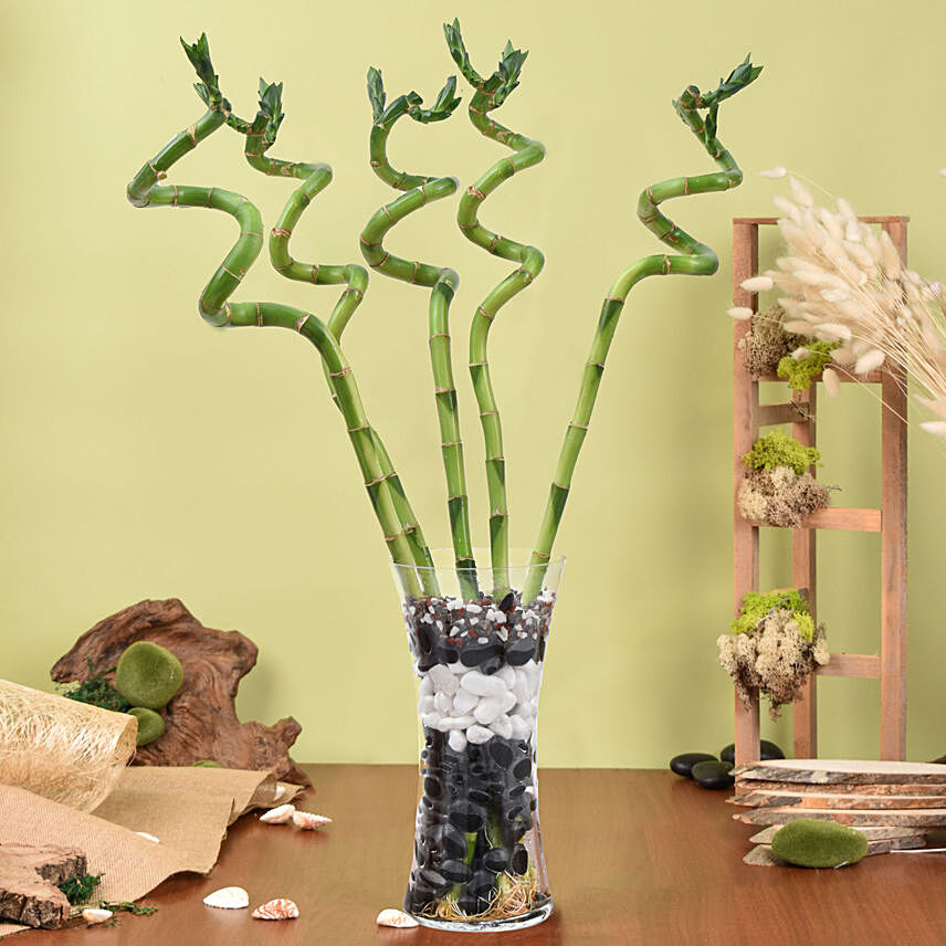 Spiral Shaped Lucky Bamboo Plant In Glass Vase: Spiritual N Vastu Plants