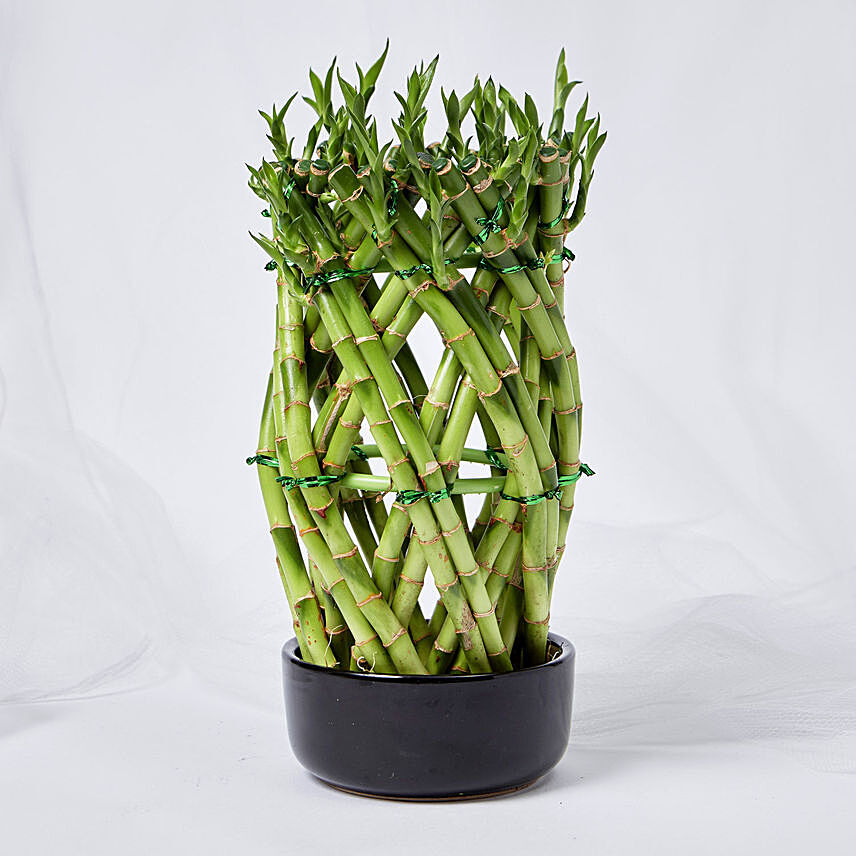 Good Luck Wishes With Lucky Bamboo: Bamboo Plant