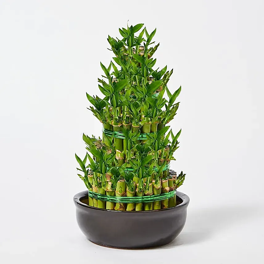 5 Layer Bamboo in Ceramic Pot: Spiritual n Vastu Plants