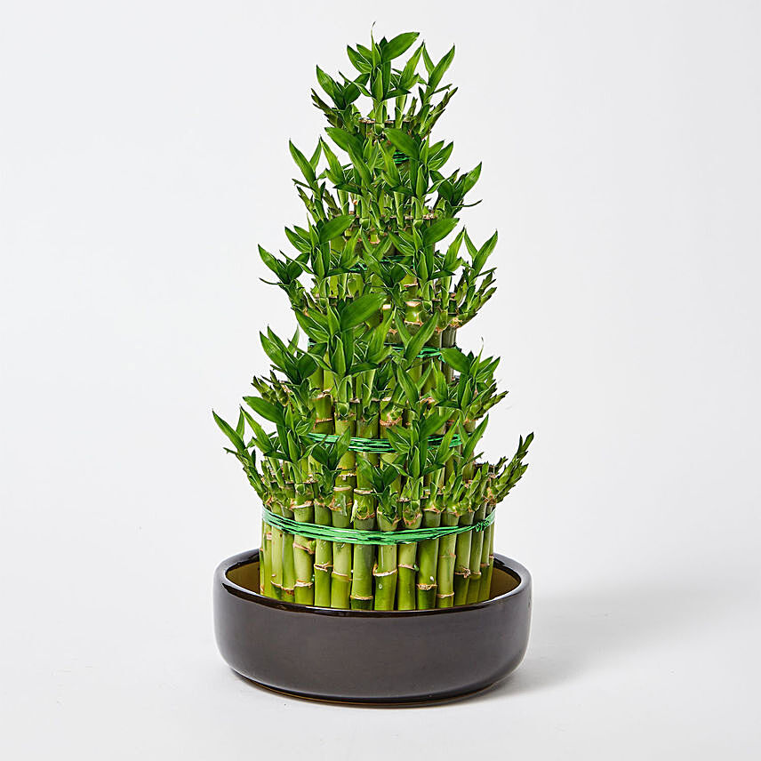 5 Layer Lucky Bamboo 36cm: 