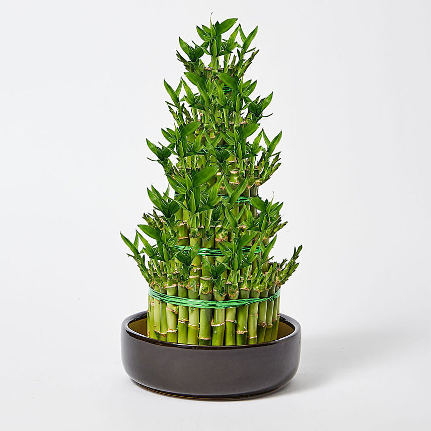 5 Layer Lucky Bamboo 36cm: Indoor Plants