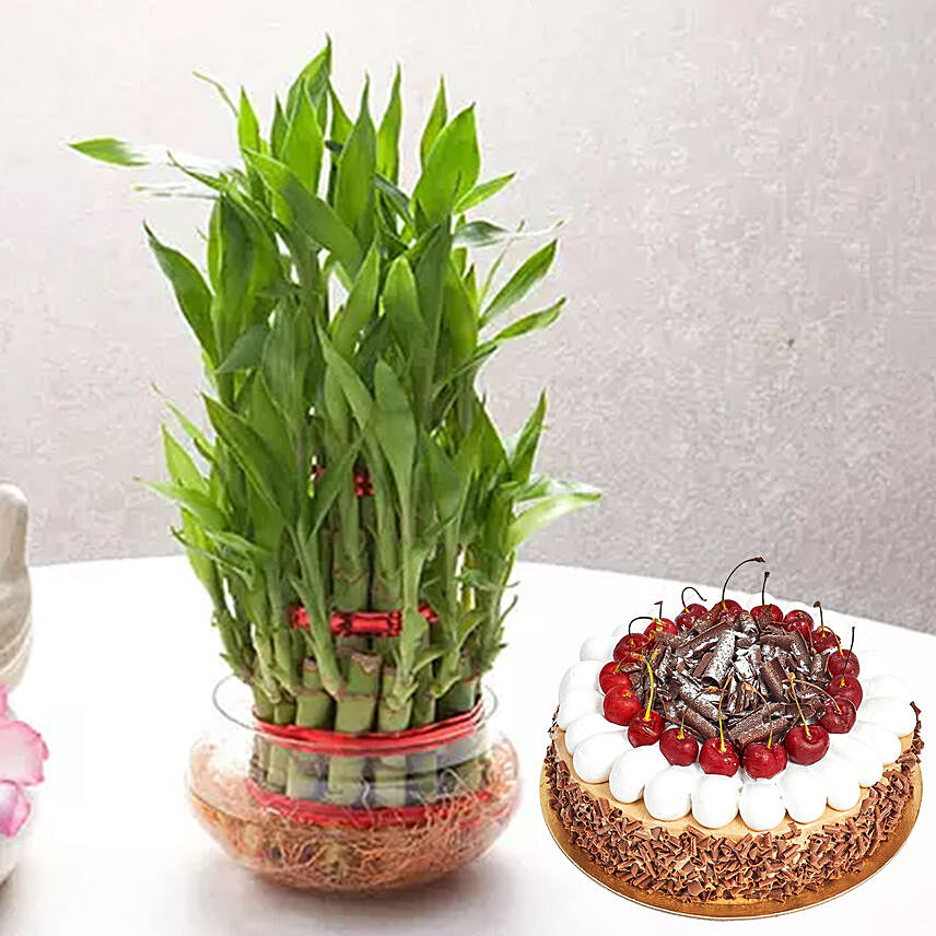 3 Layer Bamboo With Black Forest Cake: Lucky Bamboo