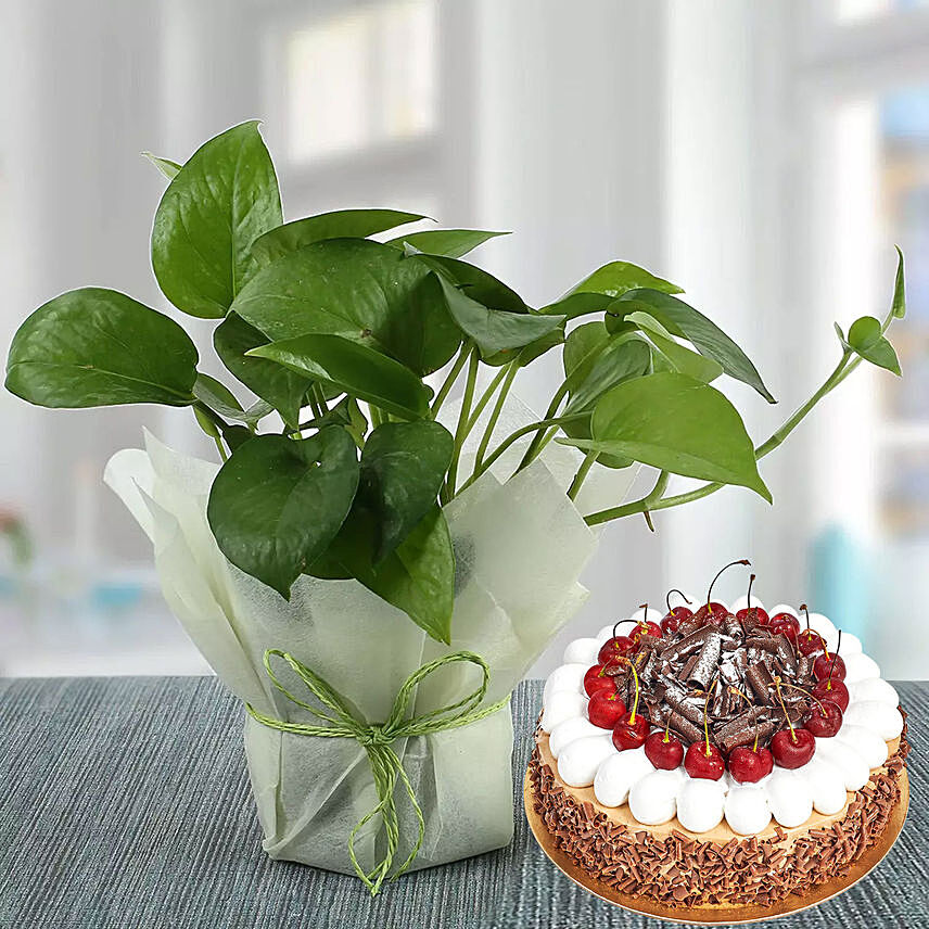 Money Plant and Blackforest Cake Combo: 