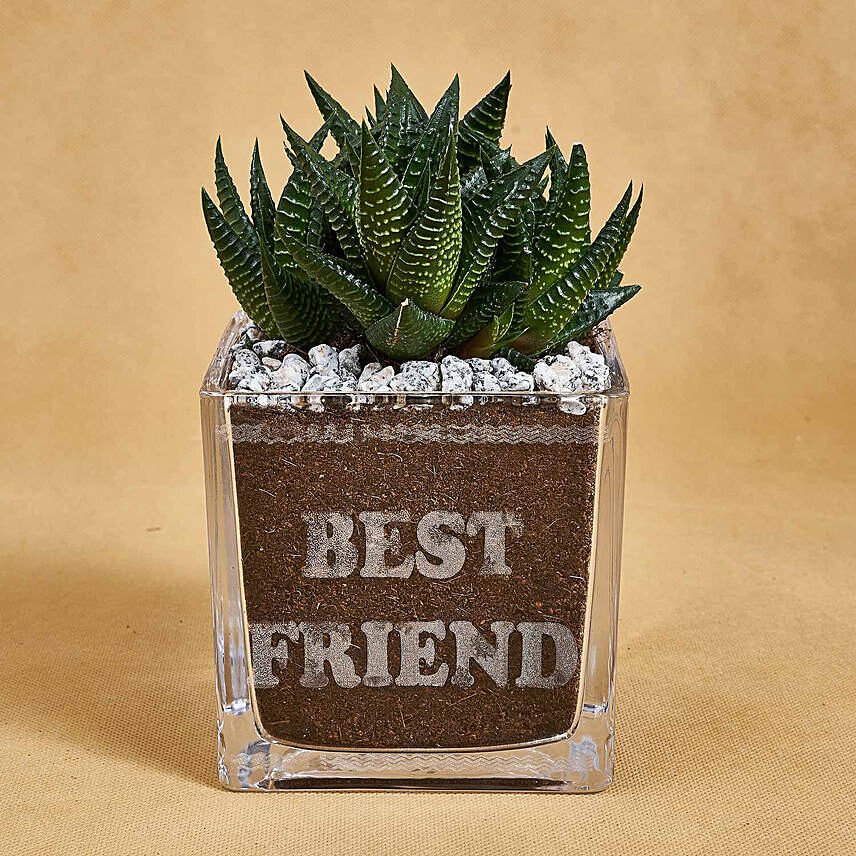 Haworthia in Best Friend Vase: Gifts for Friend