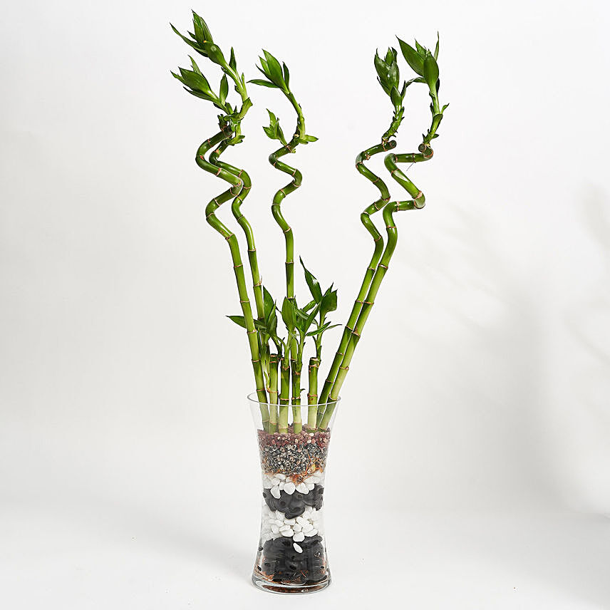 9 Lucky Bamboo for Great Luck: Lucky Bamboo