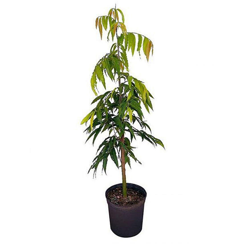 Ashoka Plant Pot: Outdoor Plants
