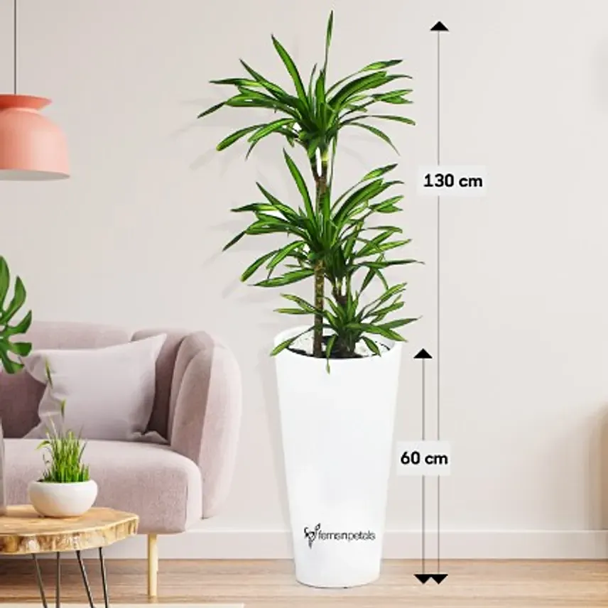 Dracaena Rikki in 60cm High Planter: Air Purifying Indoor Plants
