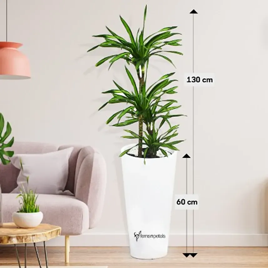 Dracaena Rikki in 60cm High Planter: Air Purifying Plants 