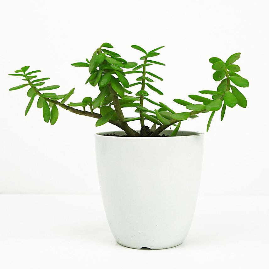 Jade in Small White Planter: Jade Plant 
