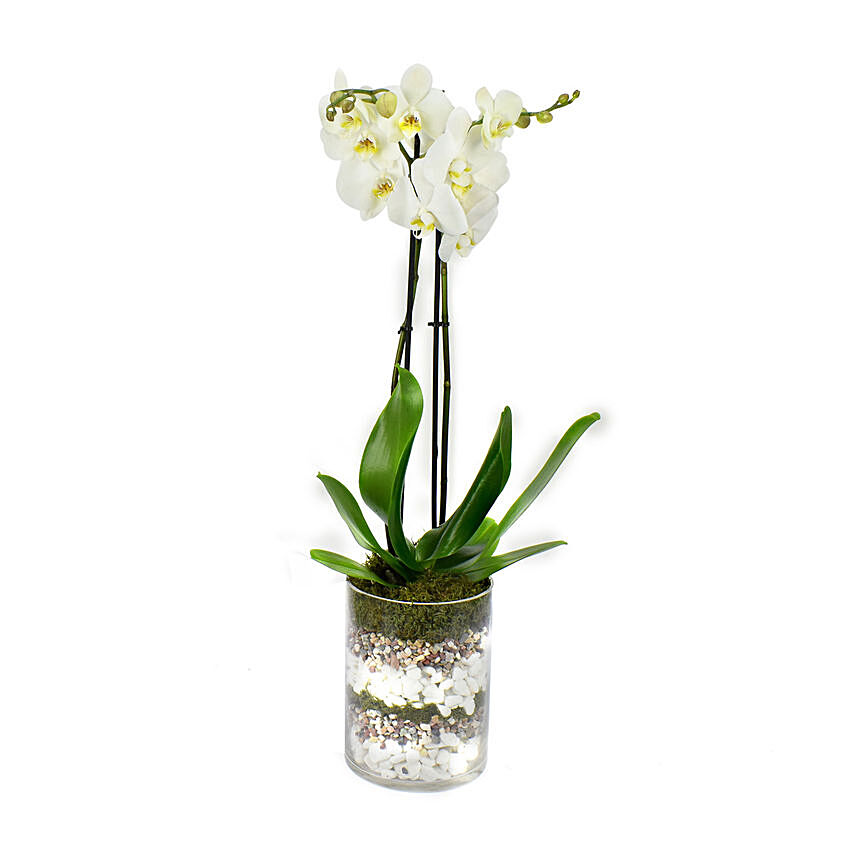 White Orchid Beauty: 