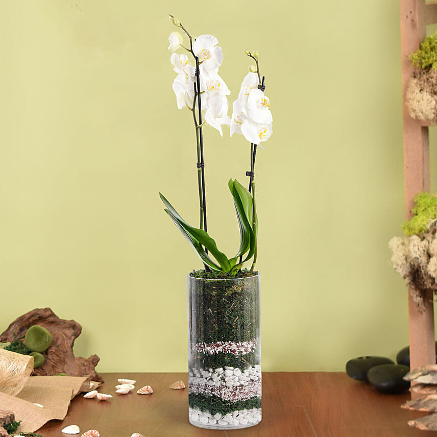 White Orchid Beauty: 