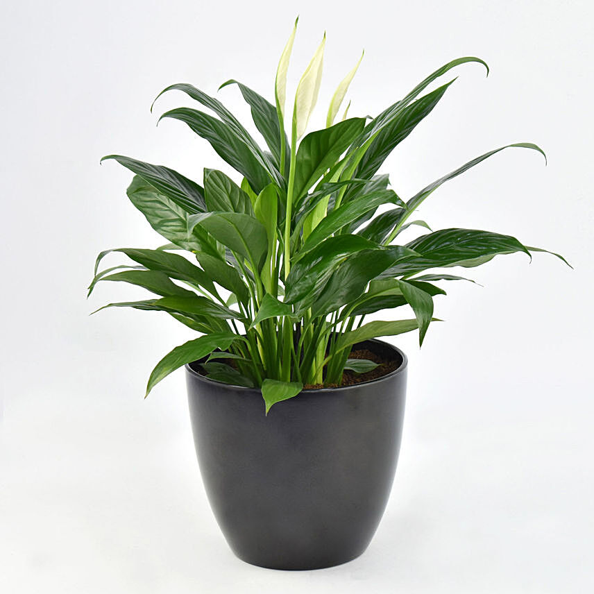 Peace lily in Matt Black Planter: Air Purifying Indoor Plants