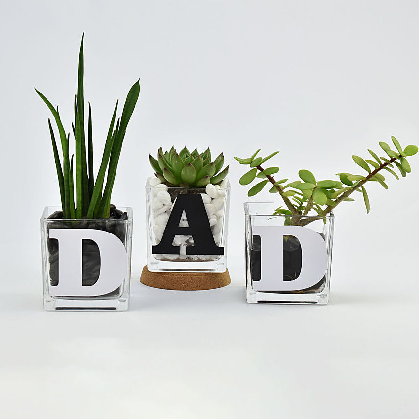 Trio of Plants for DAD: 