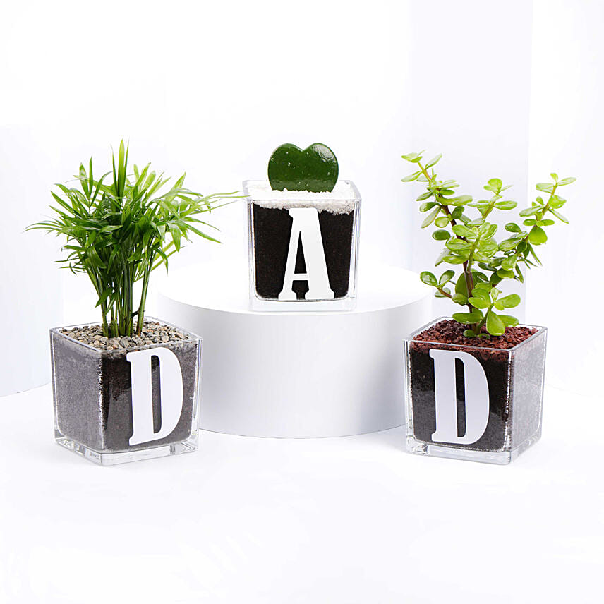 Trio of Plants for DAD: 