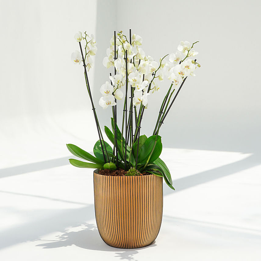 Holland Orchid 12 Stem in Premium Planter: 