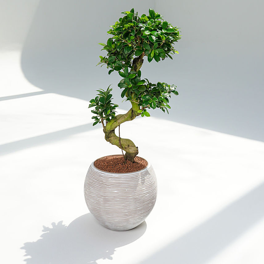 S Shaped Holland Indoor Bonsai: Indoor Bonsai Tree