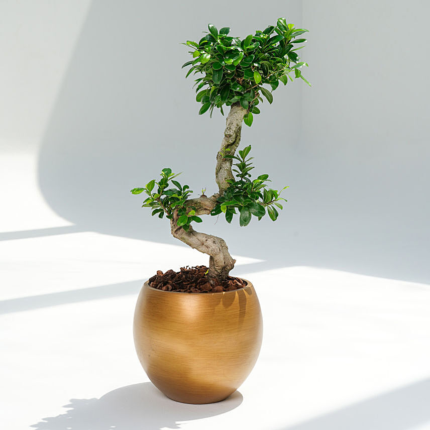 S Shaped Holland Indoor Bonsai in Gold Planter: Indoor Bonsai Tree