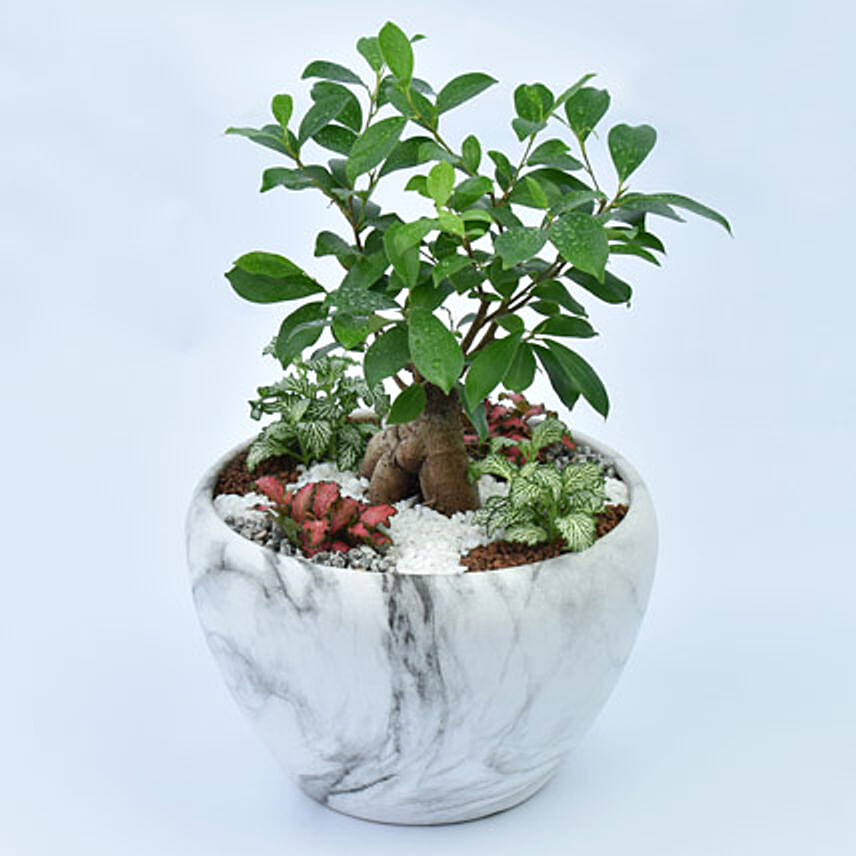 Bonsai & Fittonia Plant In Platter Planter: Plants 