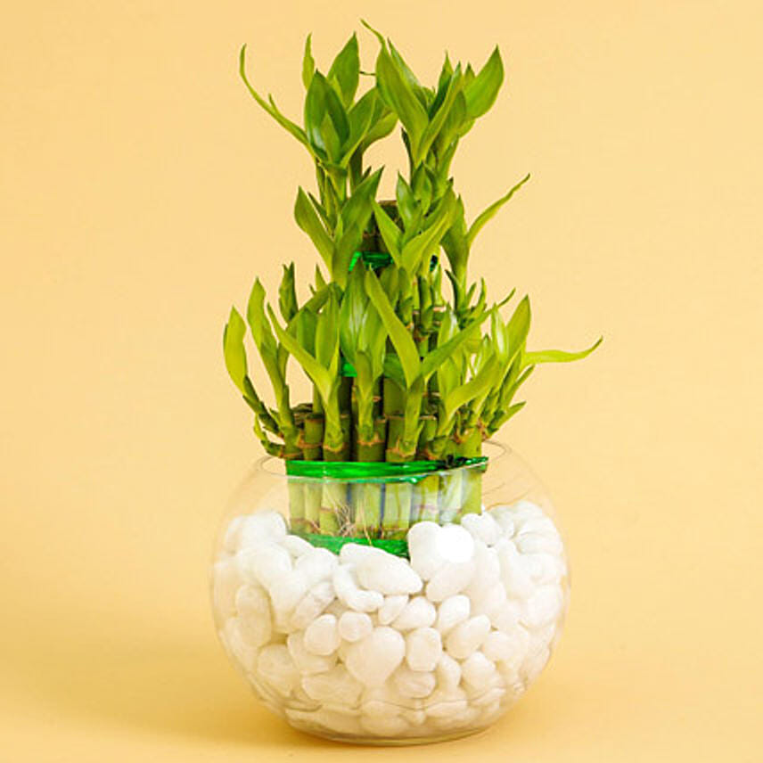 Good Luck Plant 3 Layers: Plants 